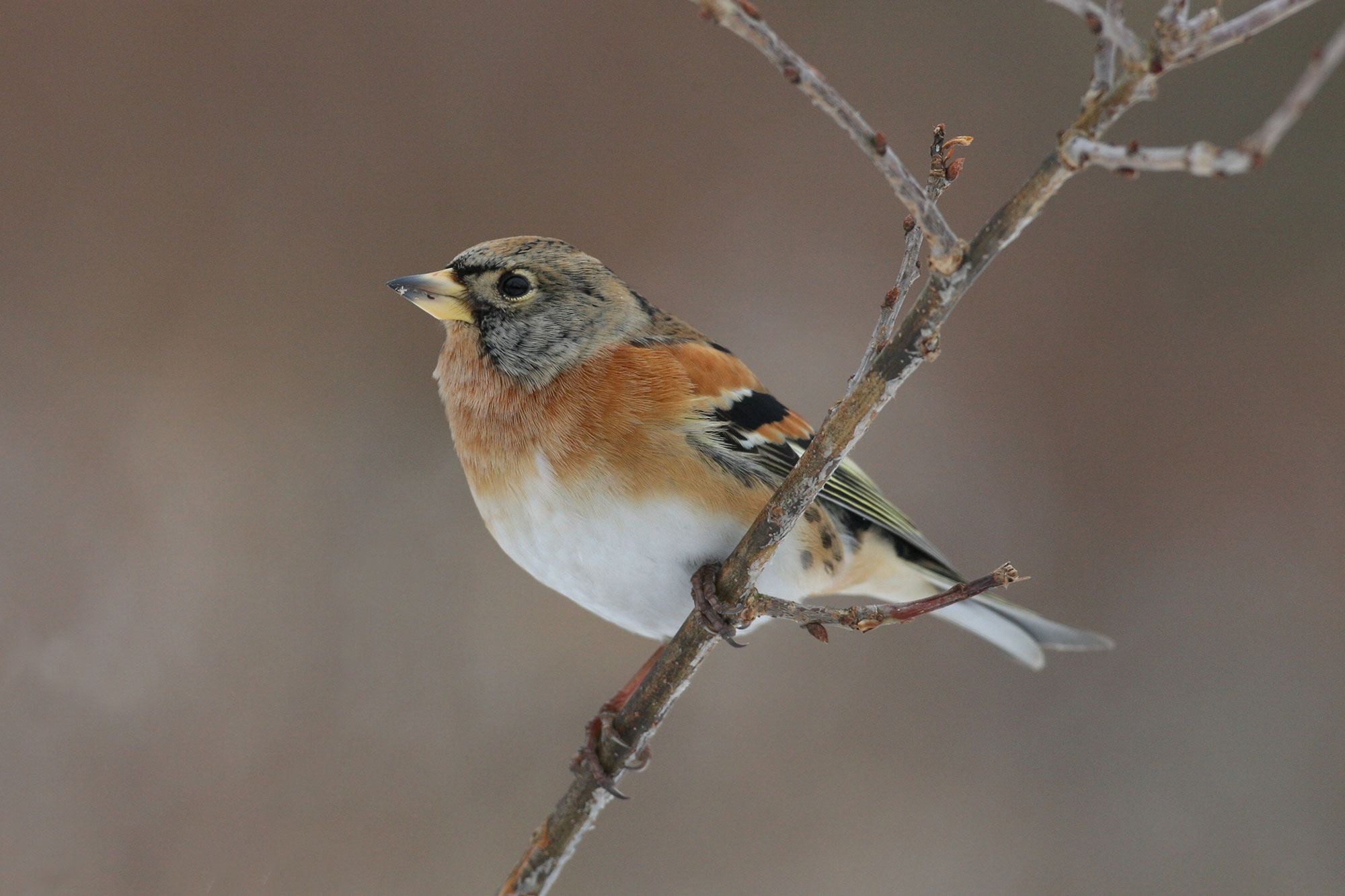 Die 25 häufigsten Wintervögel LBV Gemeinsam Bayerns Natur schützen